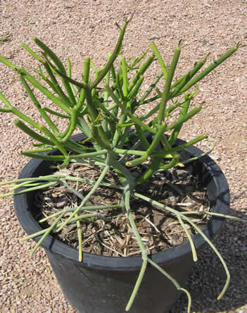 راهنمای نگهداری و پرورش گیاهان آپارتمانی - افوربیا تیروکالی